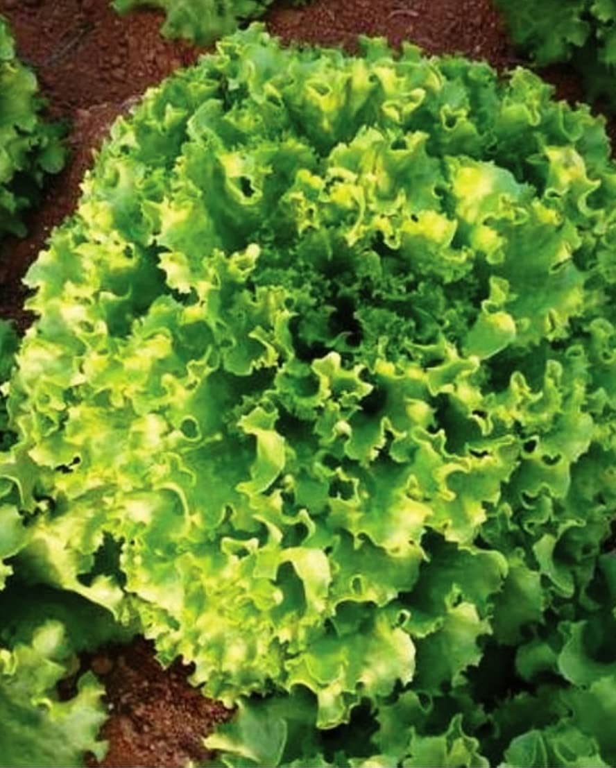 AGRODAL TARIM Ata Tohumu Yerli Kıvırcık Marul Füsun 1000 Adet Tohum