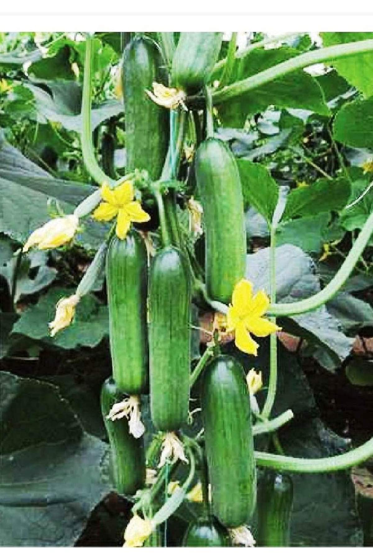 AGRODAL TARIM HİBRİT ASMA SALATALIK İNCİ-F1 10 ADET TOHUM