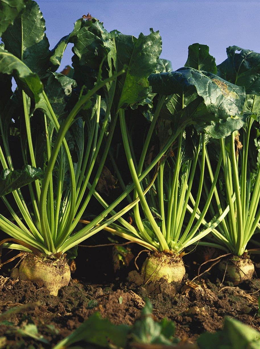 AGRODAL TARIM ATA TOHUMU YERLİ ŞEKER PANCARI 100 ADET TOHUM