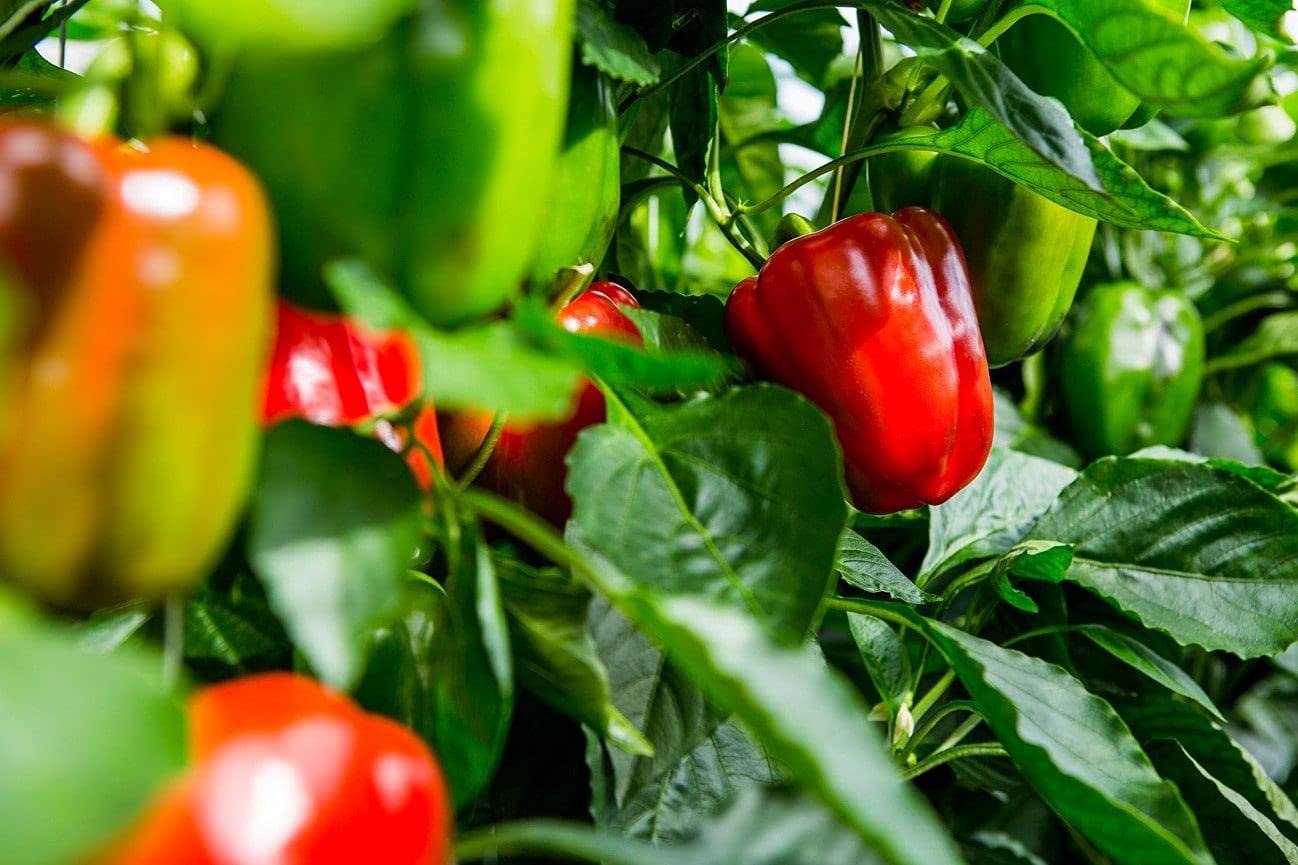 AGRODAL TARIM Ata Tohumu Yerli Hatay Acı Dolma Biberi 100 Adet Tohum