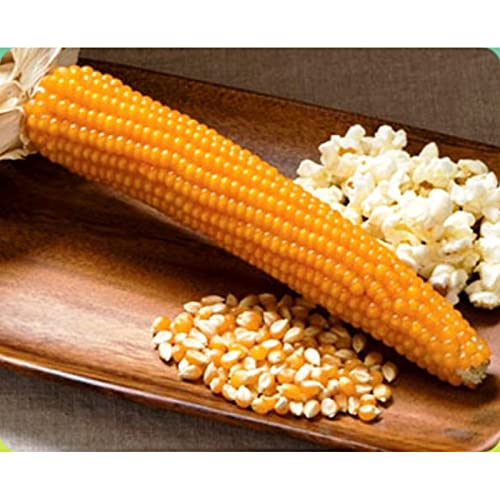 AGRODAL TARIM Patlak Mısır Popcorn Cin Mısır Tohumu 50 Adet Tohum