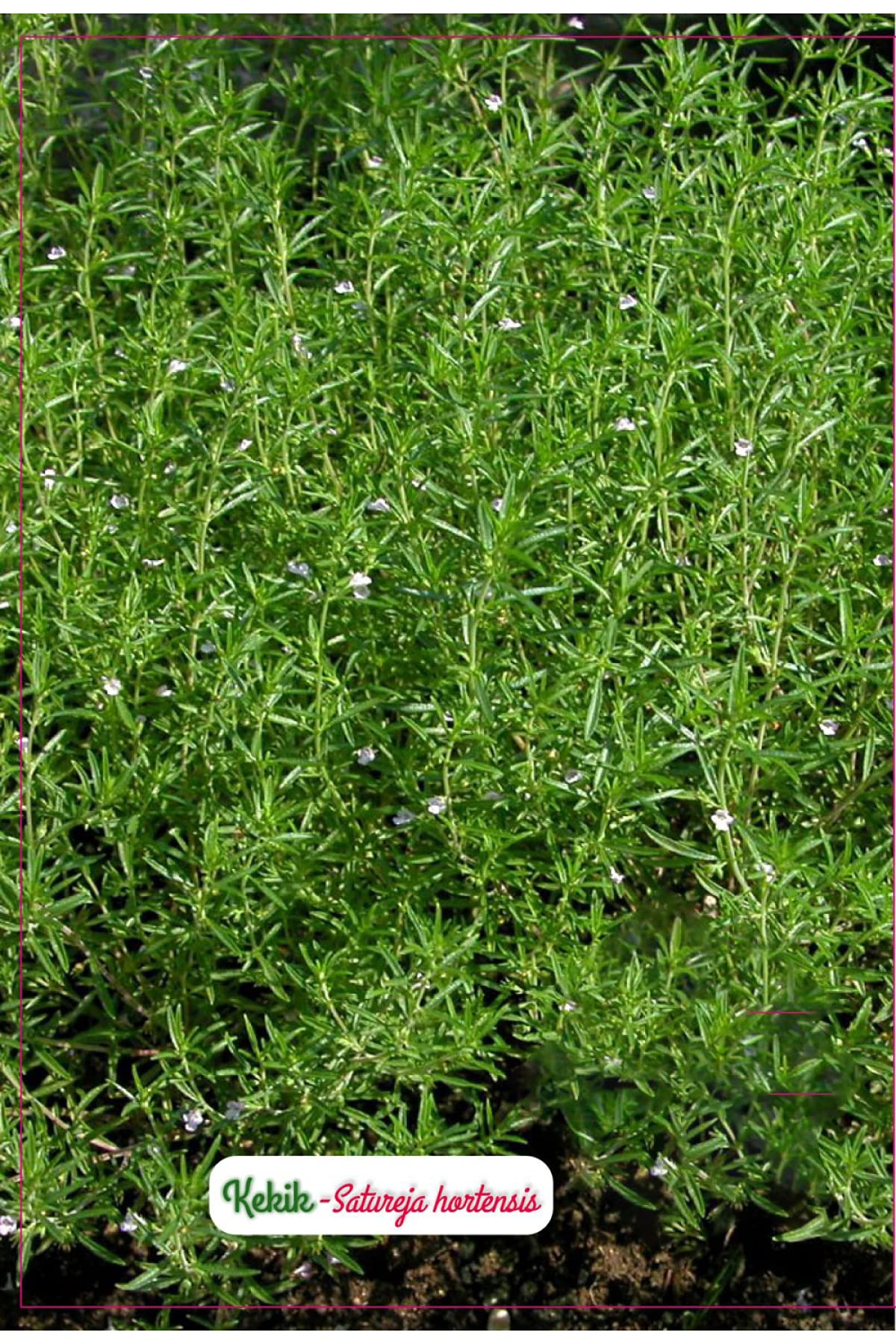 AGRODAL TARIM Kekik Çiçeği Tohumu
