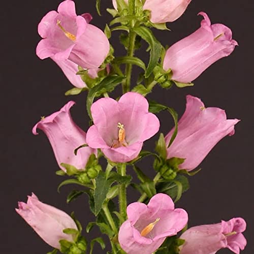Mutlu Paket Rose Pink Isabella Campanula Çan Çiçeği Tohumu (100 tohum)