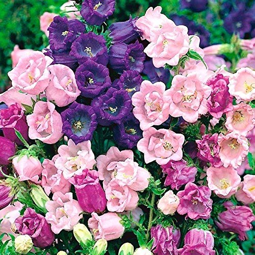Mutlu Paket Katmerli Campanula Karışık Çan Çiçeği Tohumu (100 tohum)