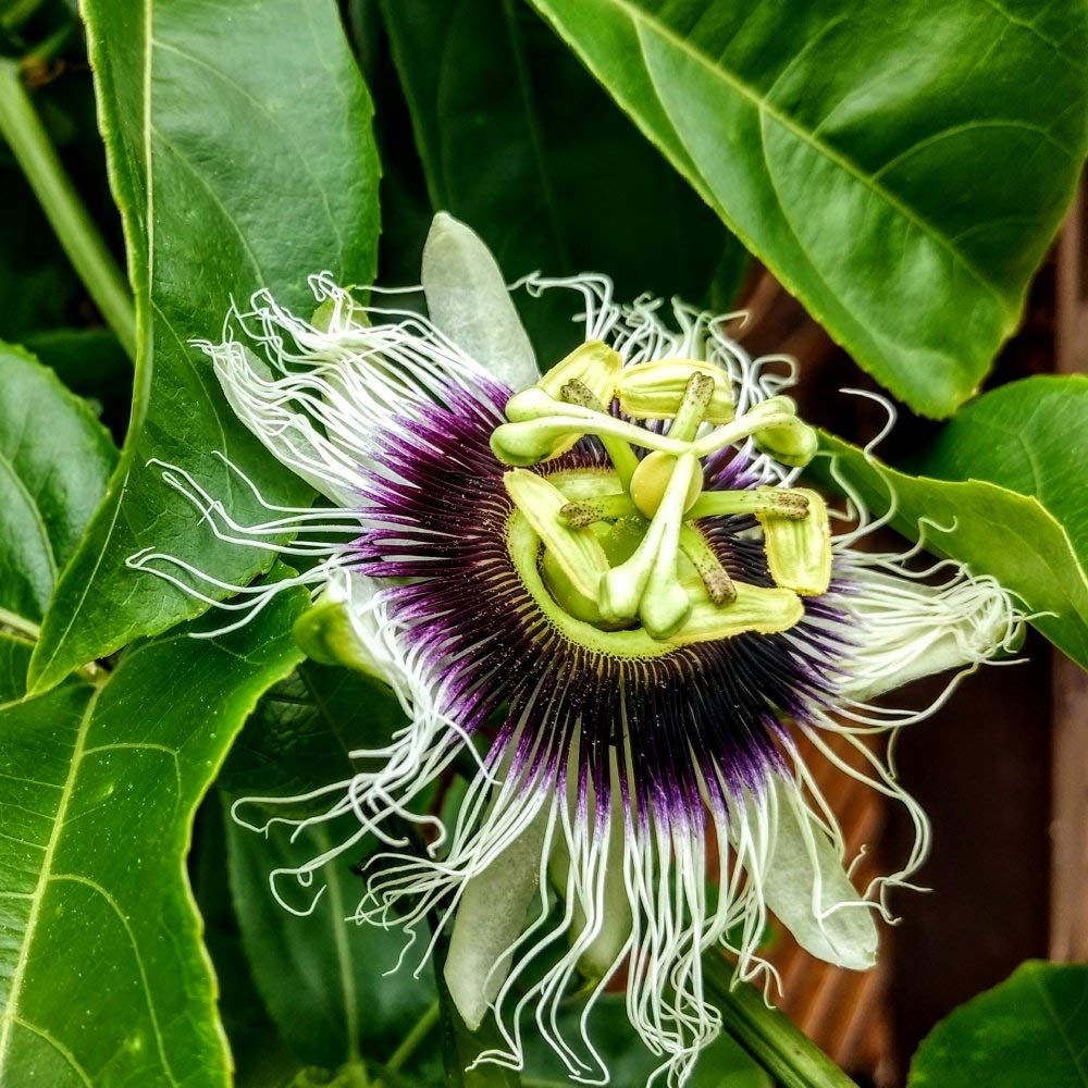 Mutlu Paket Tüplü Çarkıfelek Pasiflora Edulis Maruçya Fidanı