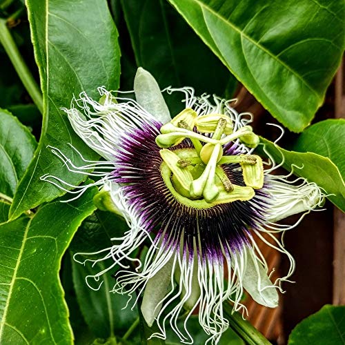 Mutlu Paket Tüplü Çarkıfelek Pasiflora Edulis Maruçya Fidanı