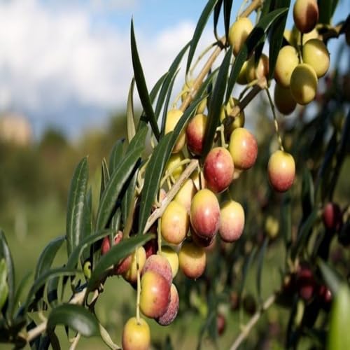 Mutlu Paket Tüplü Bodur Yağlık Arbequina Zeytin Fidanı (2 Yaş)