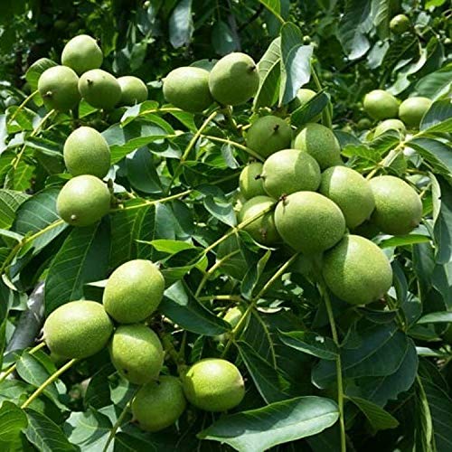 Mutlu Paket Tüplü Aşılı Bol Verimli Fernor Ceviz Fidanı
