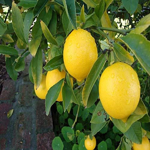 Mutlu Paket Tüplü Aşılı Evde Yetişebilen Mayer Limon Fidanı