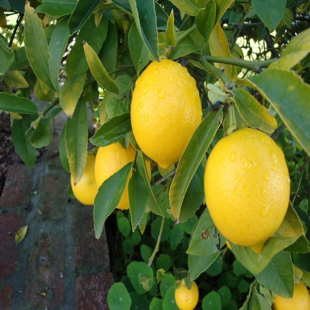 Mutlu Paket Tüplü Aşılı Evde Yetişebilen Mayer Limon Fidanı