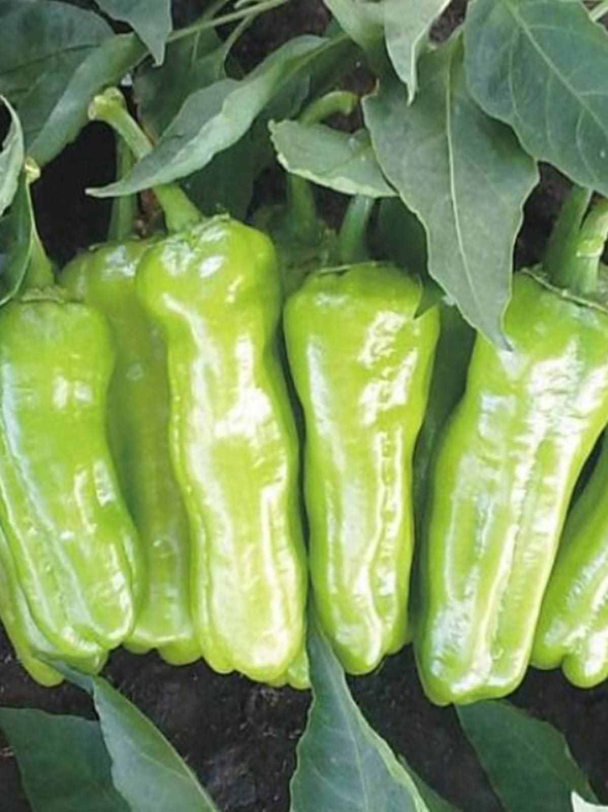 Erdem Garden Doğal Üçburun Mazamort Biberi Tohumu 100 Ad. Tohum