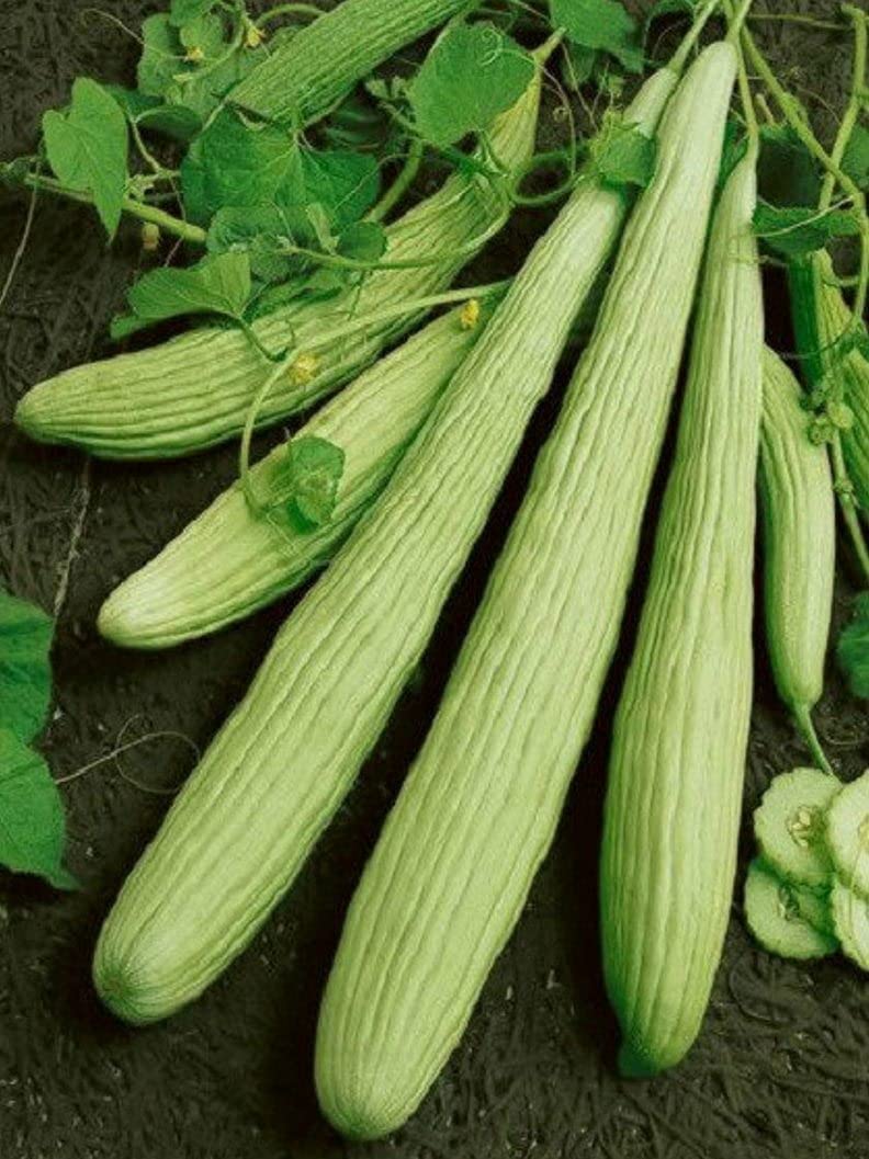 Erdem Garden Doğal Antep Acuru 100 Ad. Tohum