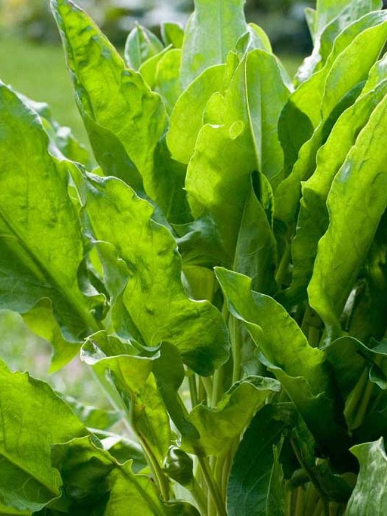 Erdem Garden Doğal Ekşili Ot Kuzukulağı 1000 Ad. Tohum