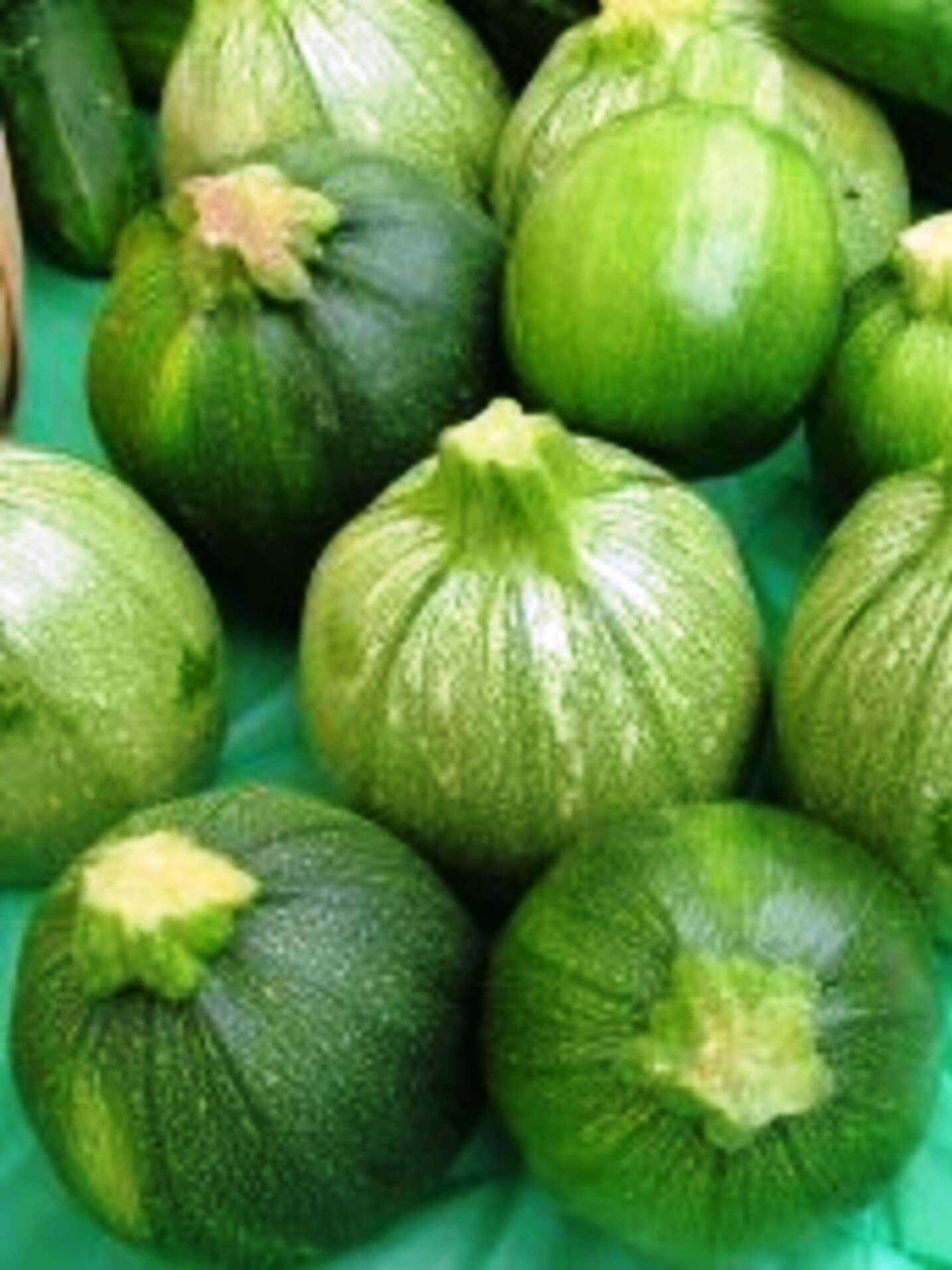 Erdem Garden Doğal Topak Kara Kabak Tohumu Karatopak 20 Ad. Tohum