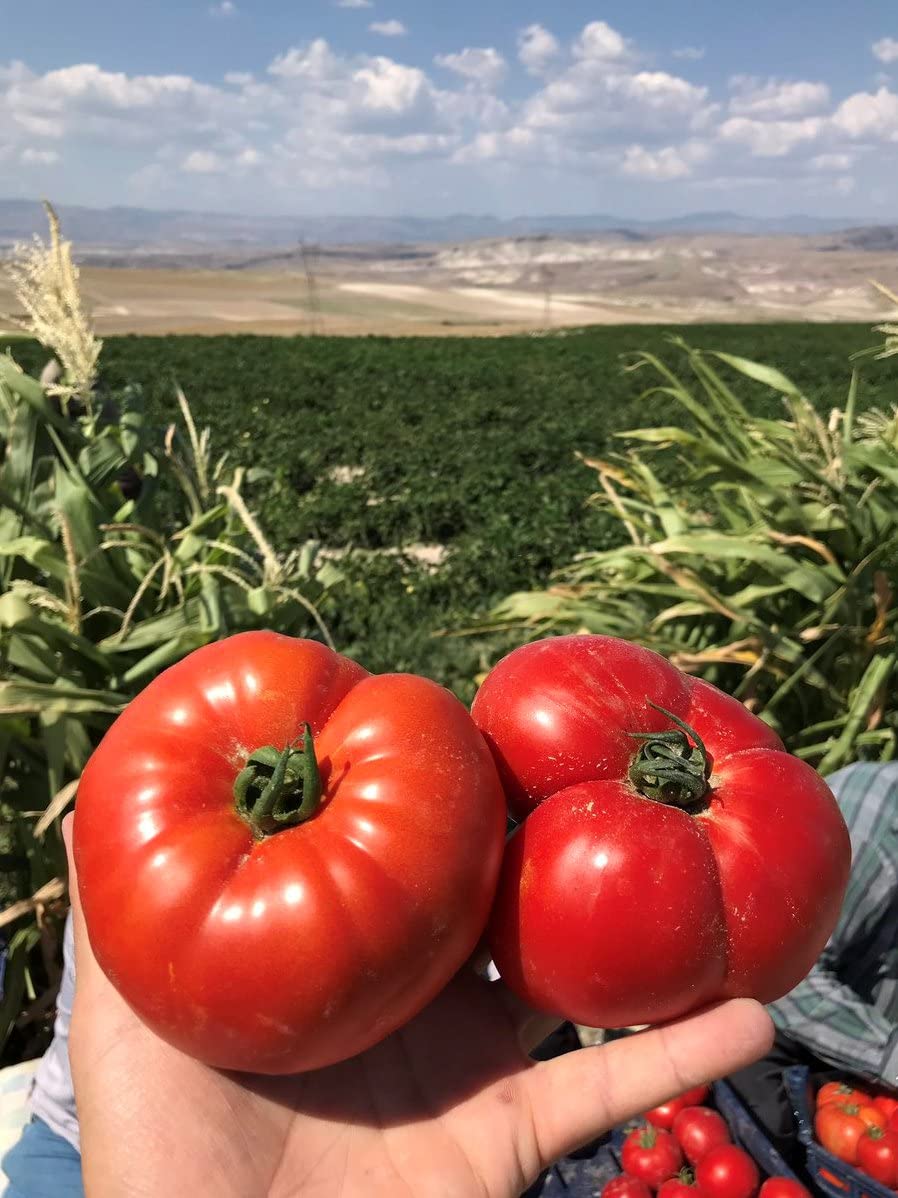 Erdem Garden Doğal Dilimli Köy Domatesi 100 Ad. Tohum