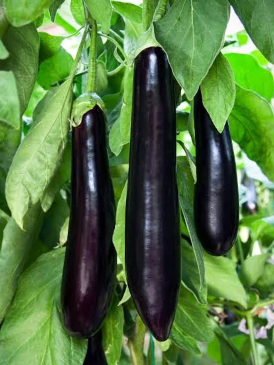 Erdem Garden Doğal Patlıcan Meşhur Aydın Siyahı 100 Ad. Tohum
