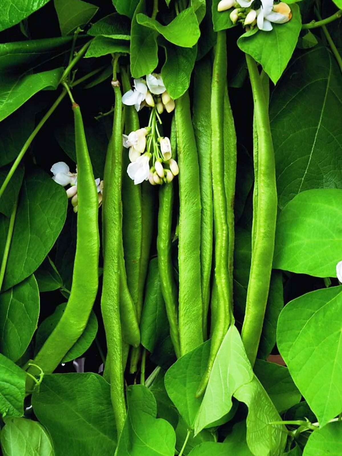 Erdem Garden Doğal Fasulye Tohumu Helga (Sırık) 50 Ad. Tohum