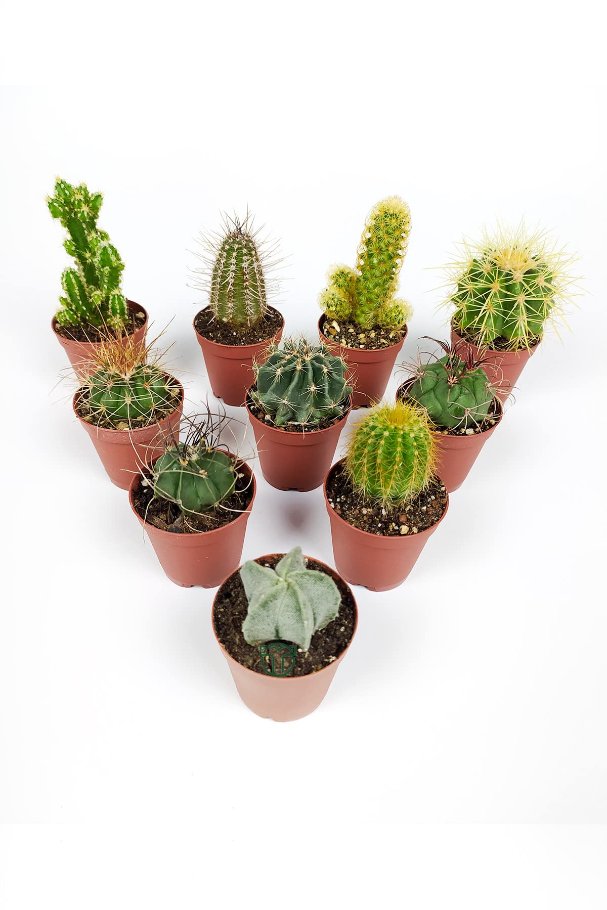 10 lu Kaktüs Set - Özel Türler - 5.5 cm Saksıda
