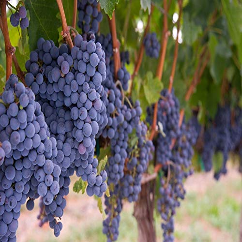 Mutlu Paket Tüplü Şaraplık Merlot Üzüm Fidanı