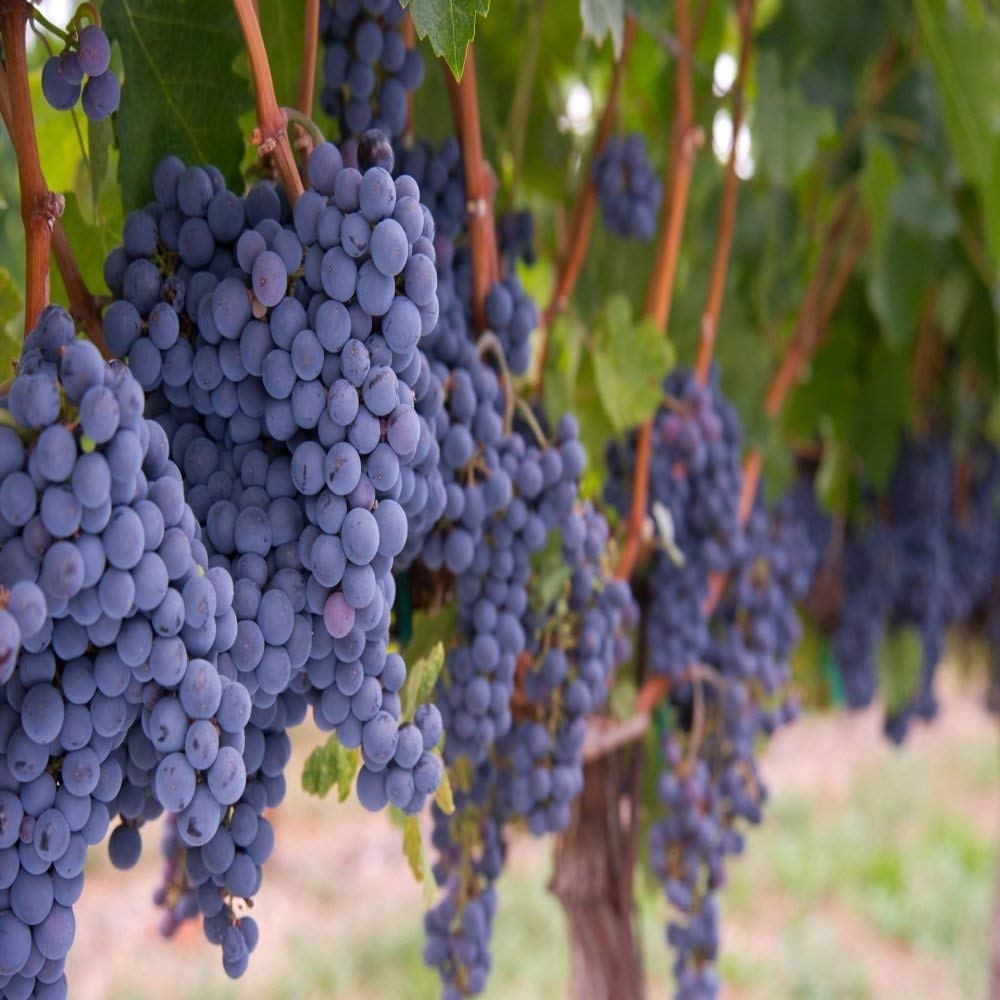 Mutlu Paket Tüplü Şaraplık Merlot Üzüm Fidanı