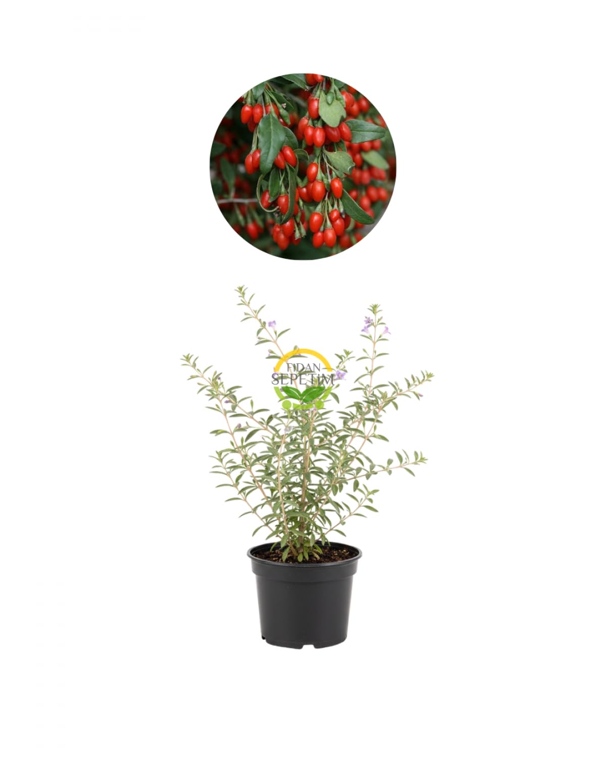 Fidan Sepetim 2 Yaş Goji Berry Fidanı (Kurt Üzümü)