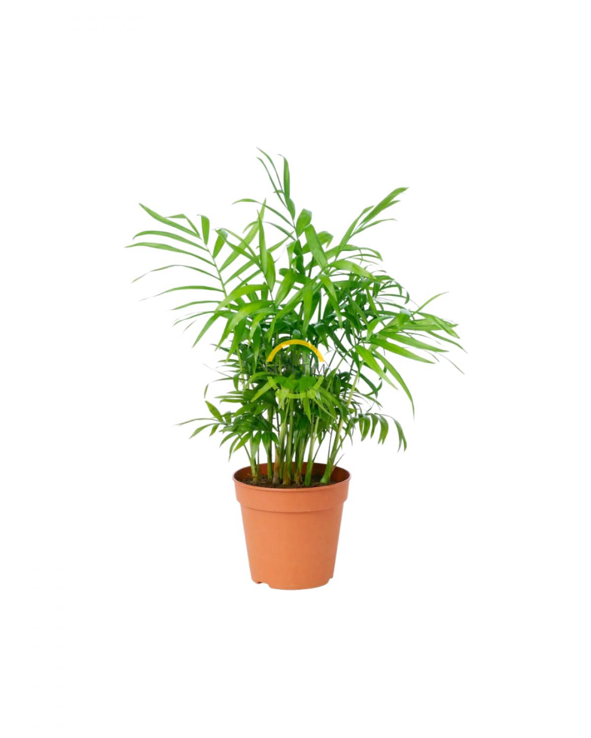 Fidan Sepetim Dağ Palmiyesi Bitkisi 'Chamaedorea Elegans' 30-40 Cm