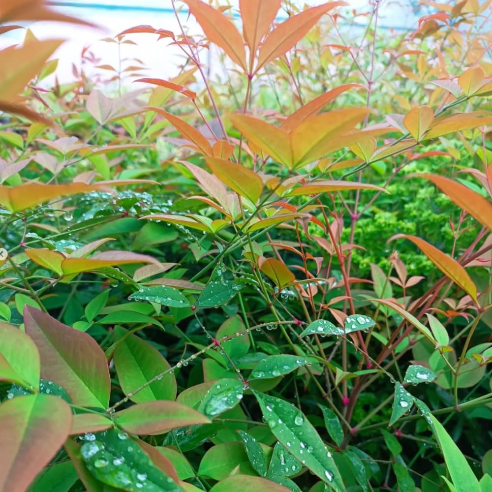 Fidan Sepetim Cennet Bambusu Bitkisi Nandina Domestica