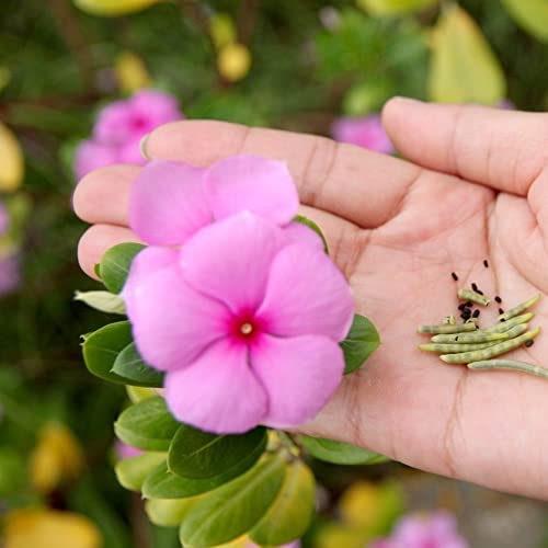 ideaPazar Soft Pink Vinca Roseus Rozet Çiçeği Tohumu (20 Tohum)