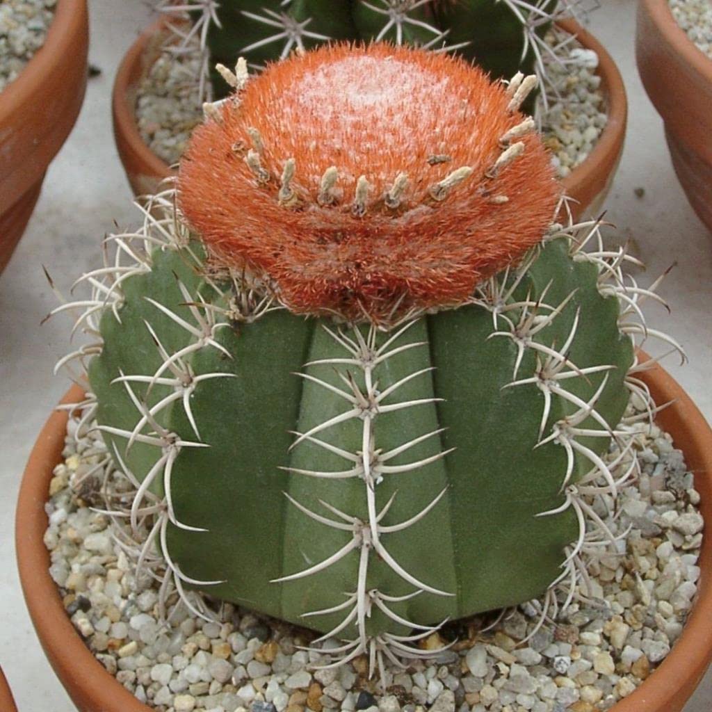 EvveBahçe Melocactus Matanzanus Geniş Şapkalı Kafalı Kaktüs Tohumu (5 tohum)