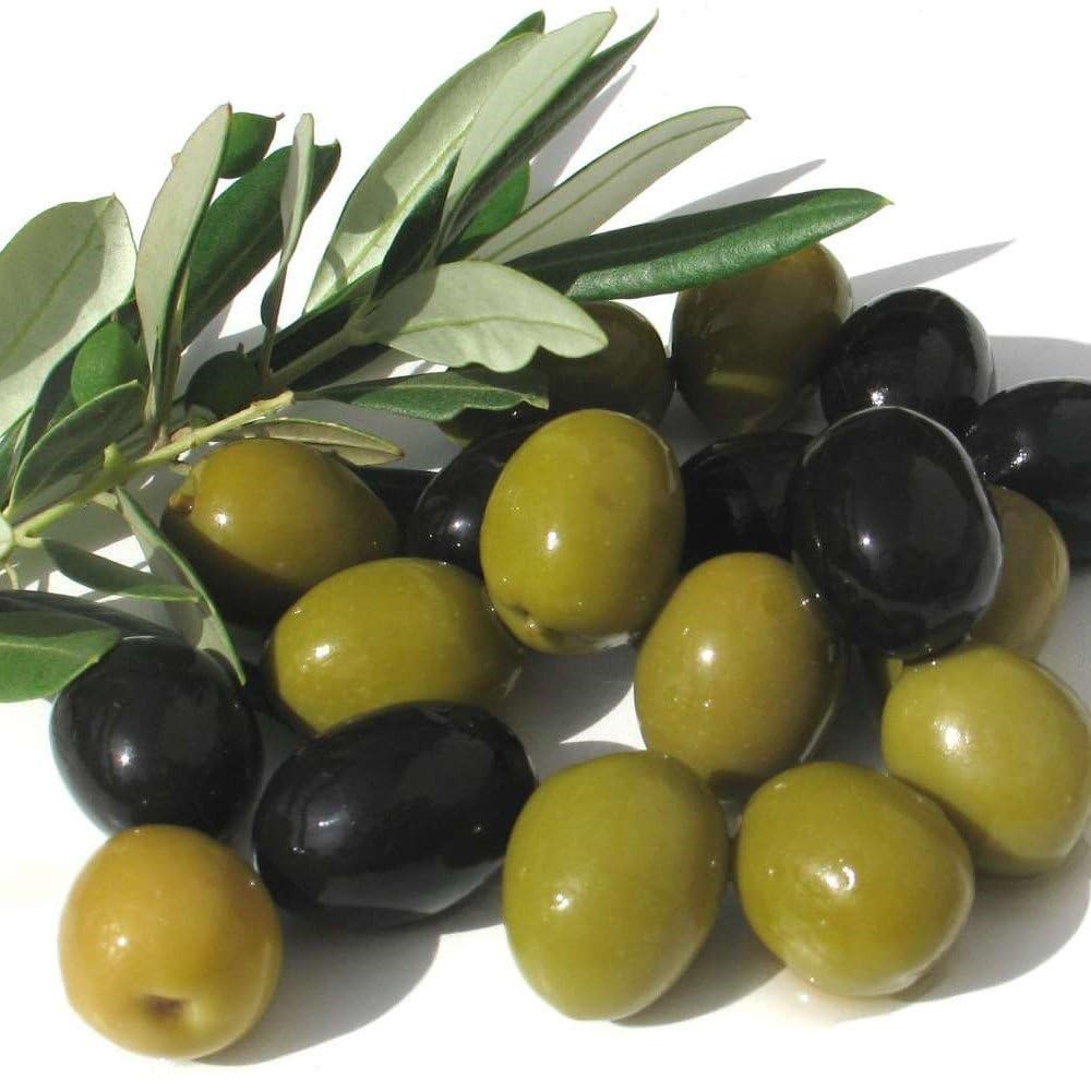 ideaPazar Tüplü Bol Verimli Salamuralık Gemlik Trilye Zeytin Fidanı