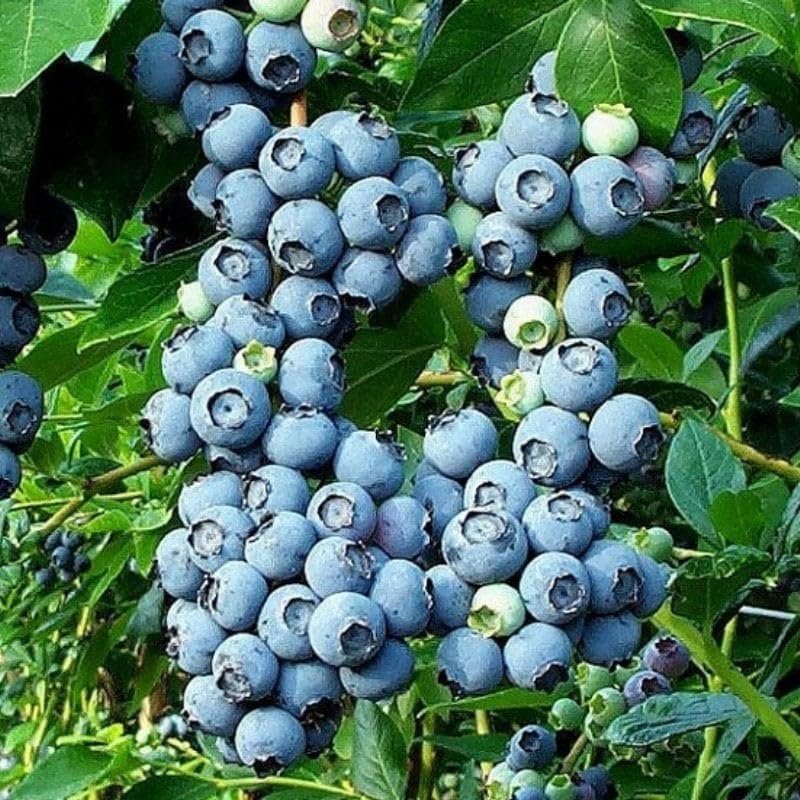 EvveBahçe Tüplü Bluecropt Yaban Mersini Likapa Fidanı
