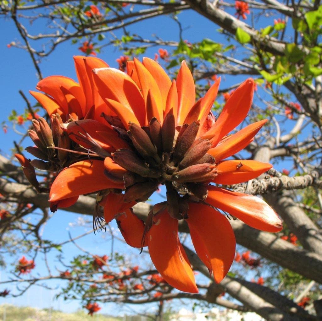 EvveBahçe Erythrina Caffra Mercan Ağacı Tohumu (3 tohum)