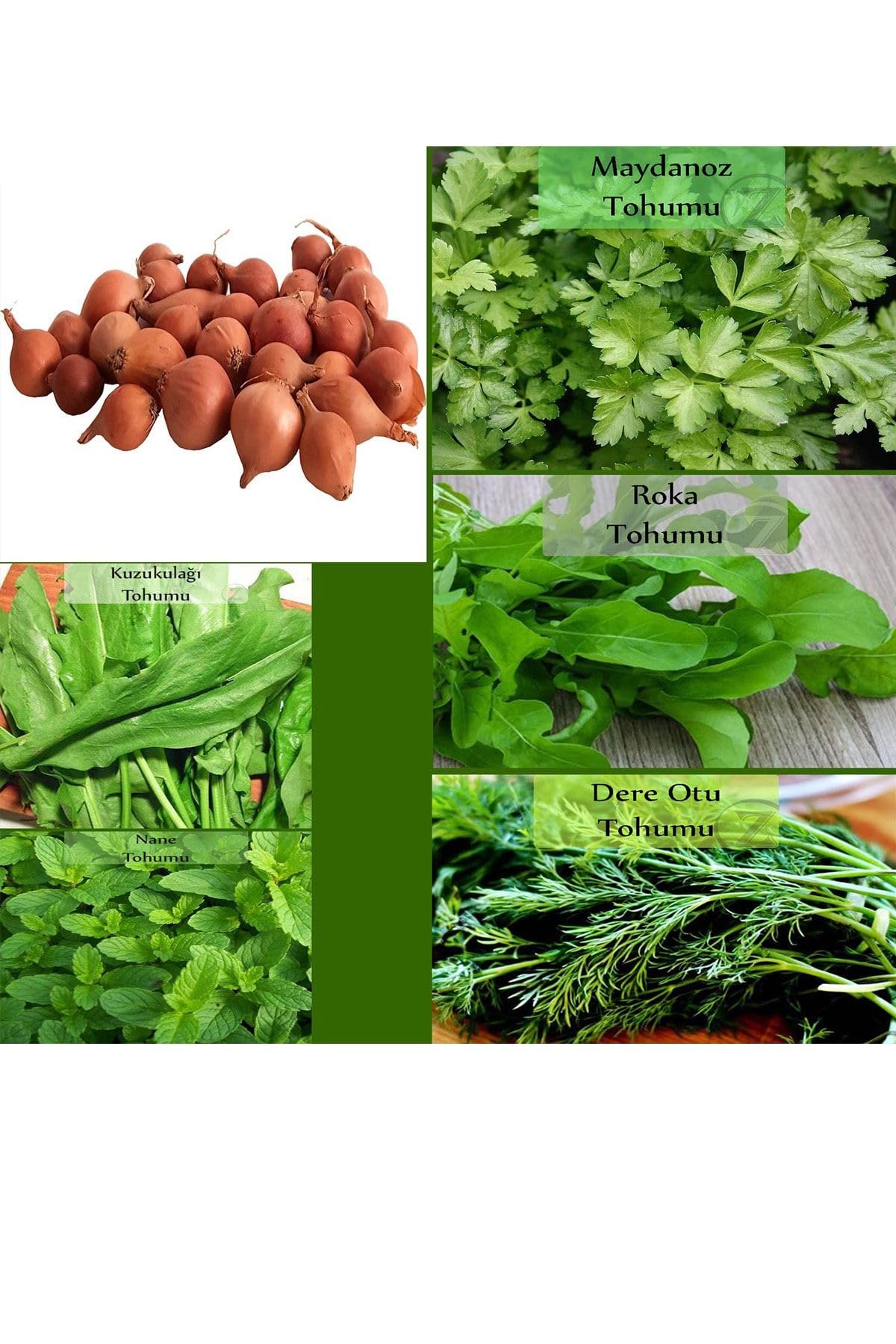 Zencefil Organik 6 Paket Tohum No19 Kıska 1 Kg. Arpacık Soğan Maydanoz Roka Kuzukulağı Tohumu Dereotu Nane Tohumu