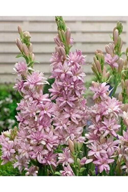 Vipfoni Mis Kokulu Katlı Sümbül Teber (Polianthes Tuberosa) Soğanı (Beyaz)