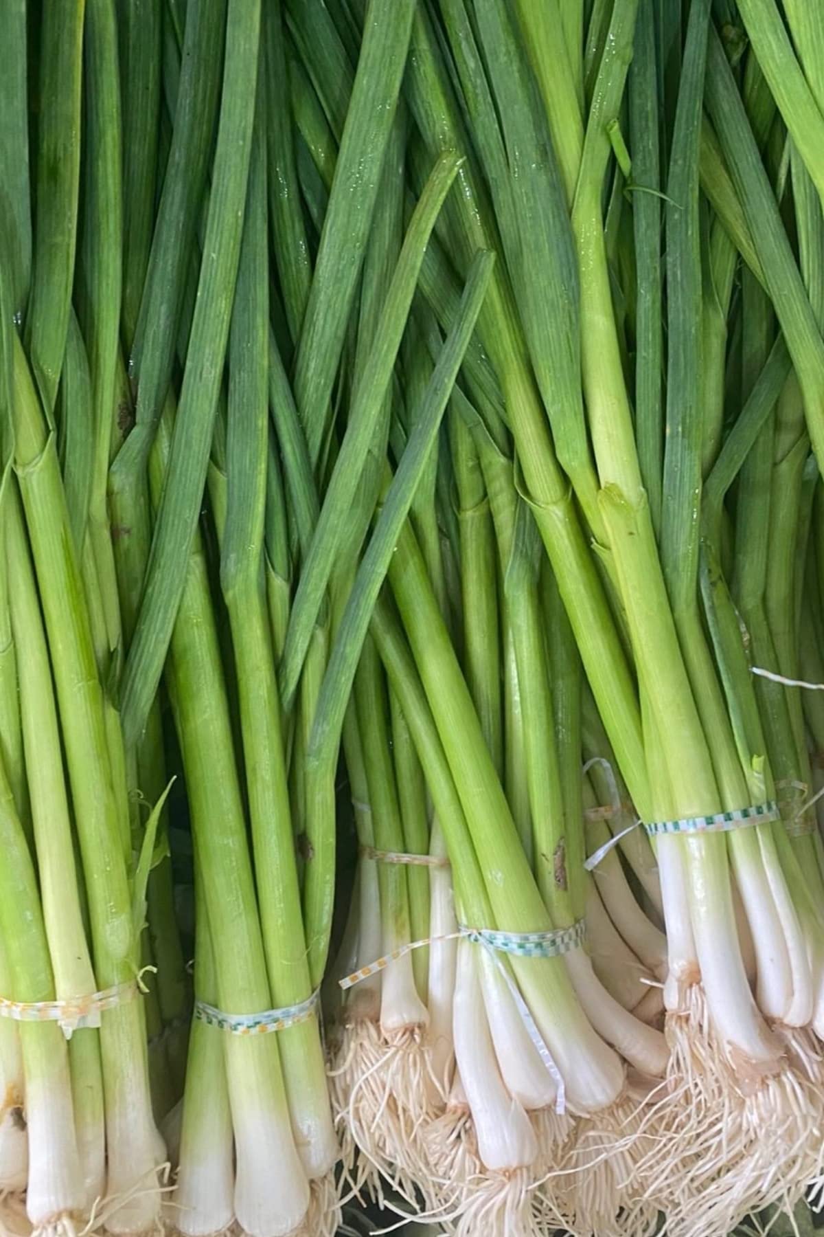 Dashing Look Yerli Erkenci Taze Soğan Tohumu / 50 Adet Tohum TH-thmcmthm417