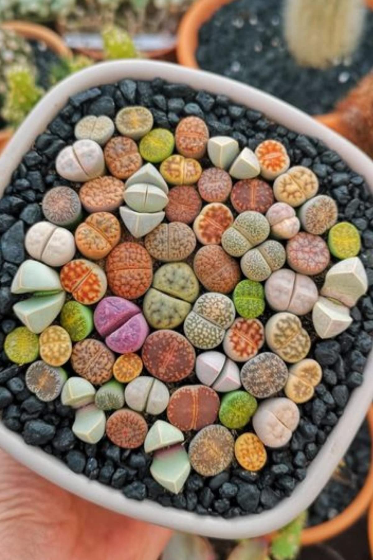 Dashing Look Karışık Lithops Taş Çiçek Tohumu / 10 Adet Tohum TH-thmcmthm387