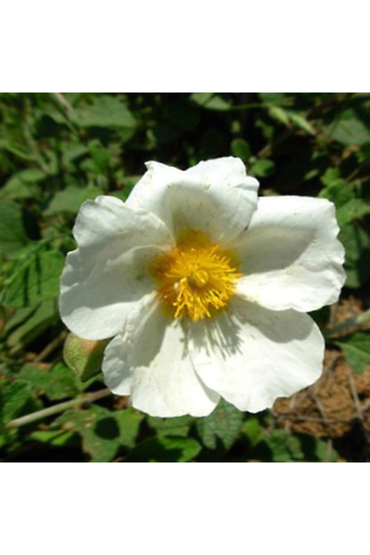 Dashing Look Cistus Sintenisii Çiçek Tohumu TH-thmcmthm709