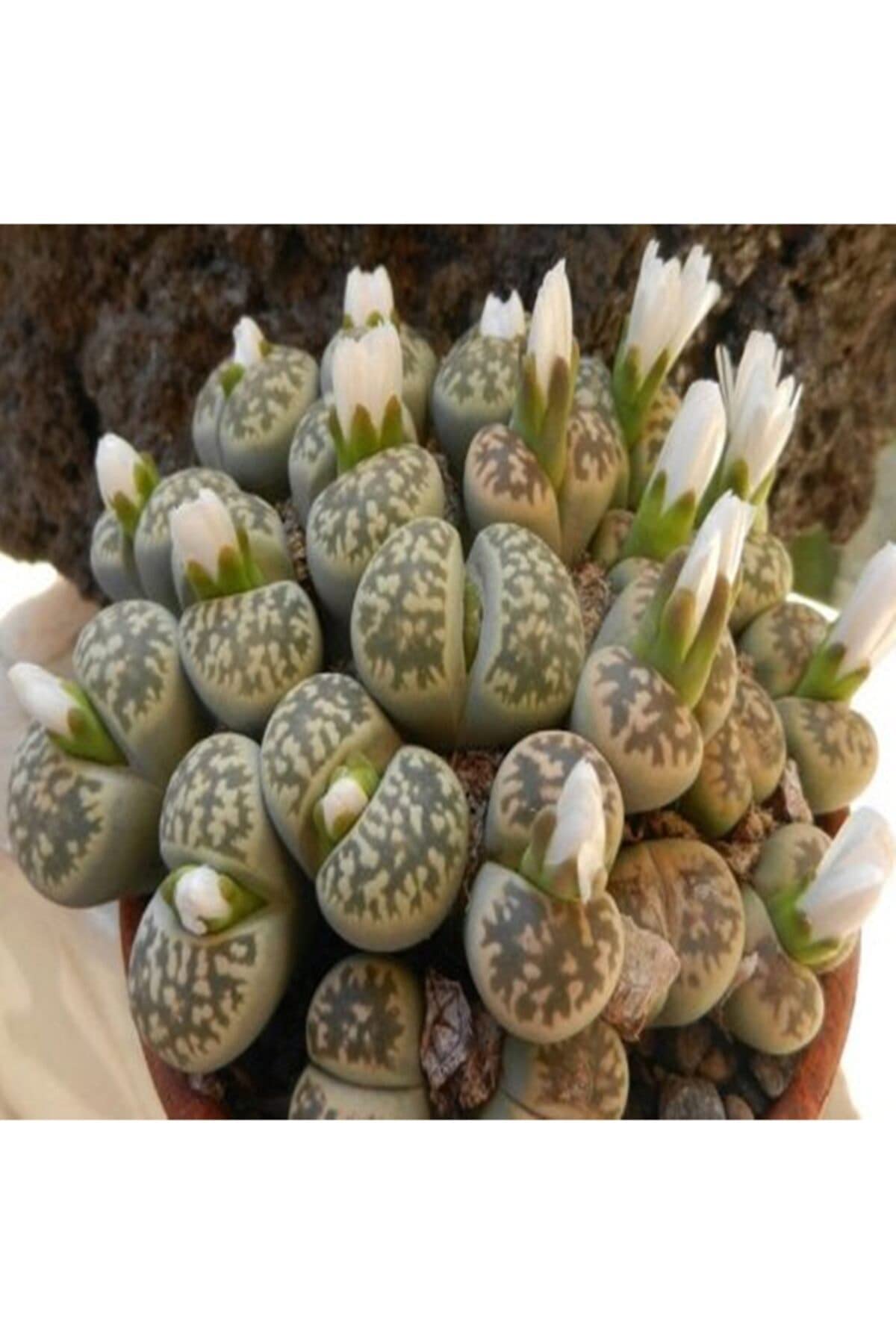 Dashing Look Lithops Karasmontana Ssp Bella Sukulent Tohumu TH-dshnglookthm029