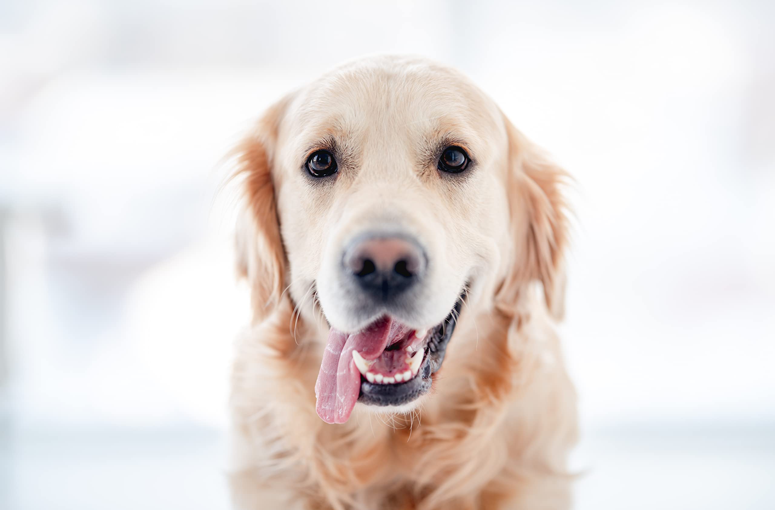 VETUGEN%100 DOĞAL AKTİF BİLEŞENLİ KEDİ VE KÖPEK AĞIZ BAKIM SPREYİ (DAMLALIK İLAVELİ)