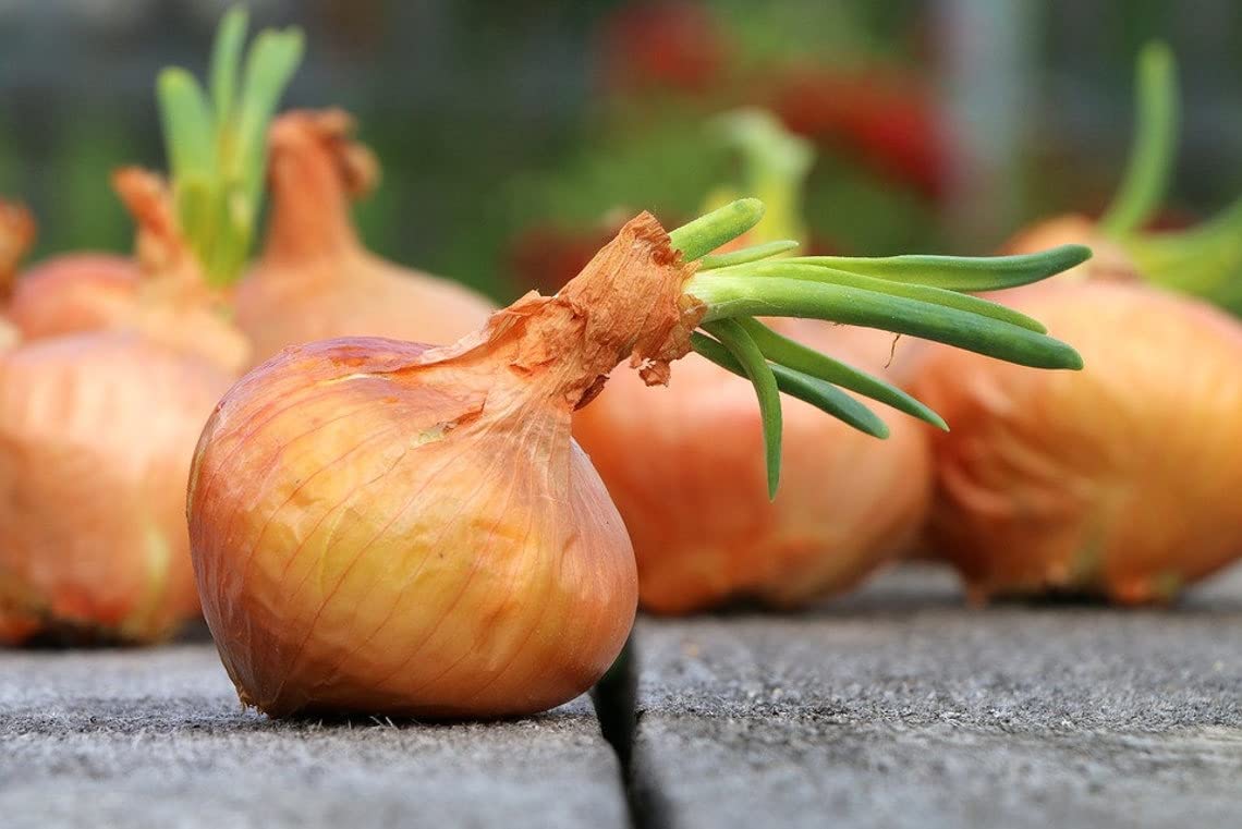 100 Adet Organic Vidalia Sweet Soğan Tohumu