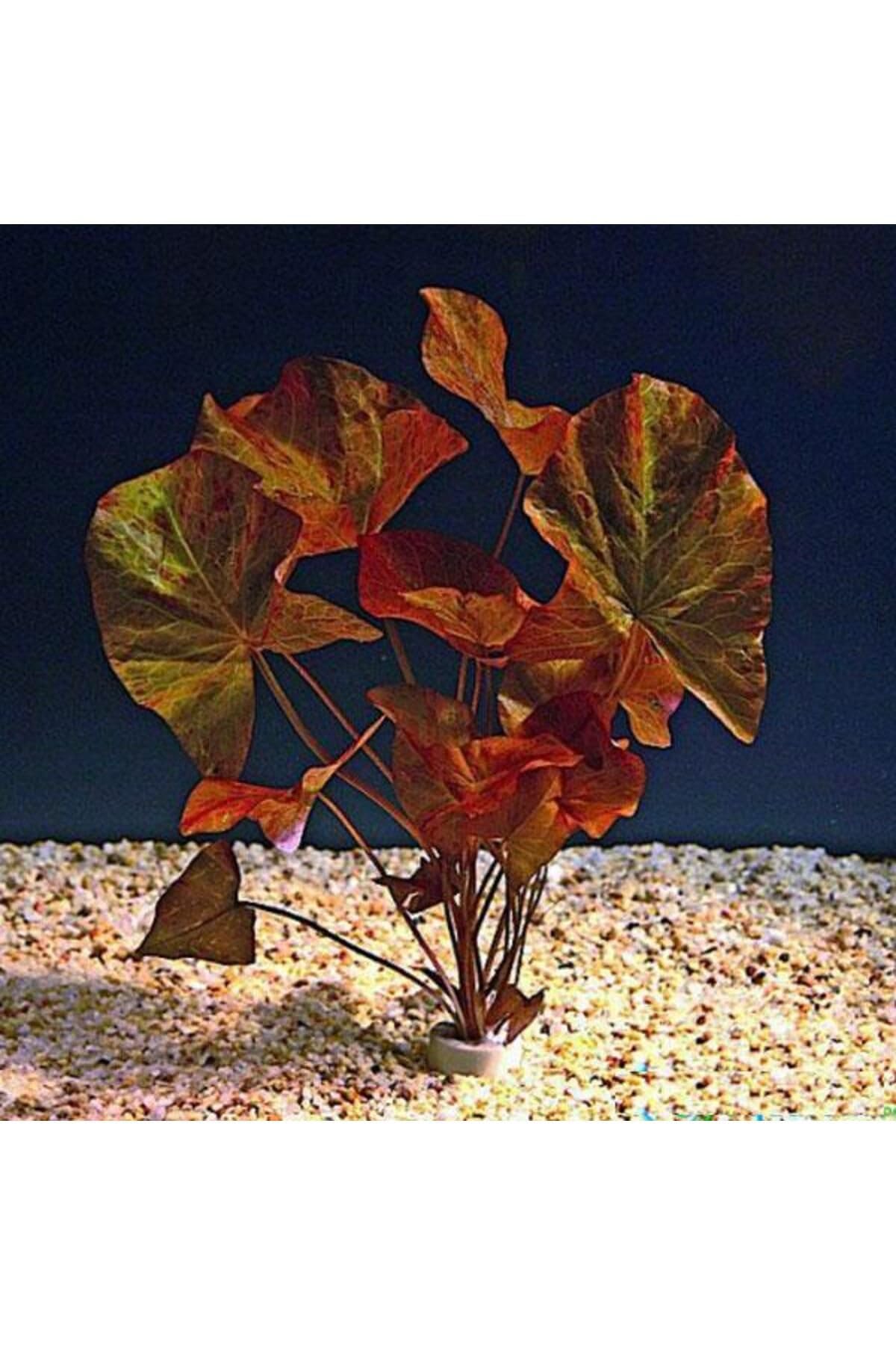 Nymphaea Lotus Zenkeri - Nilüfer Canlı Bitki Tek Soğan