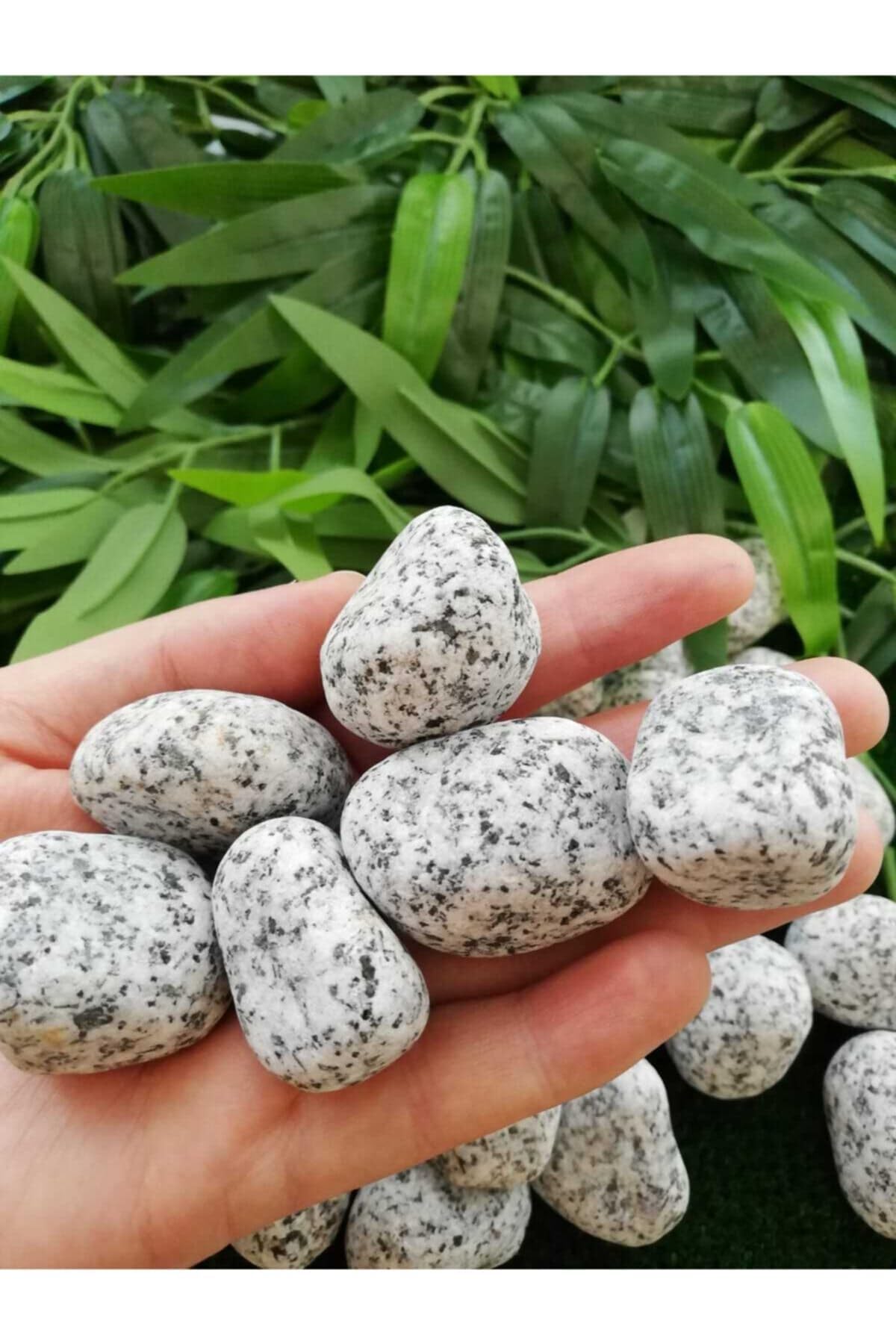 Ekodoğa Granit Dolomit Taş 25 Kg 2 5 4 Cm Siyah Beyaz Dekoratif Bahçe Taşı Dekor