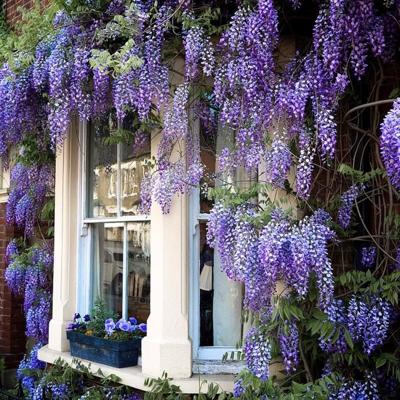 Zengarden Mor Salkım Tohumu Wisteria Sinensis (5 tohum)