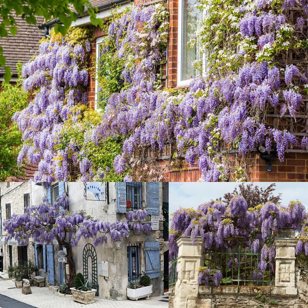Zengarden Mor Salkım Tohumu Wisteria Sinensis (5 tohum)