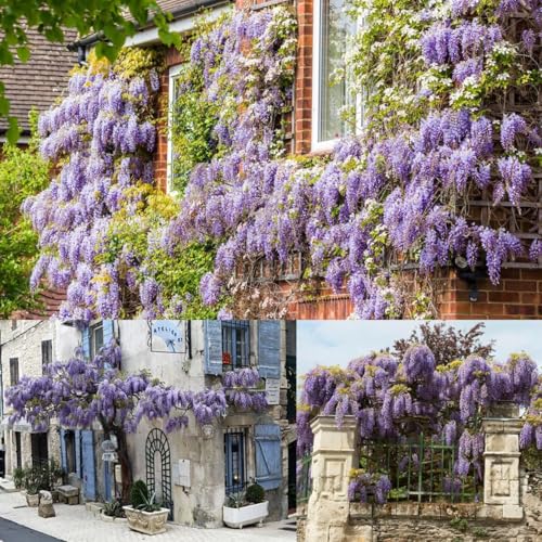 Zengarden Mor Salkım Tohumu Wisteria Sinensis (5 tohum)