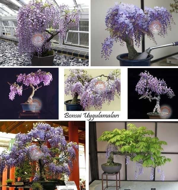 Zengarden Mor Salkım Tohumu Wisteria Sinensis (5 tohum)