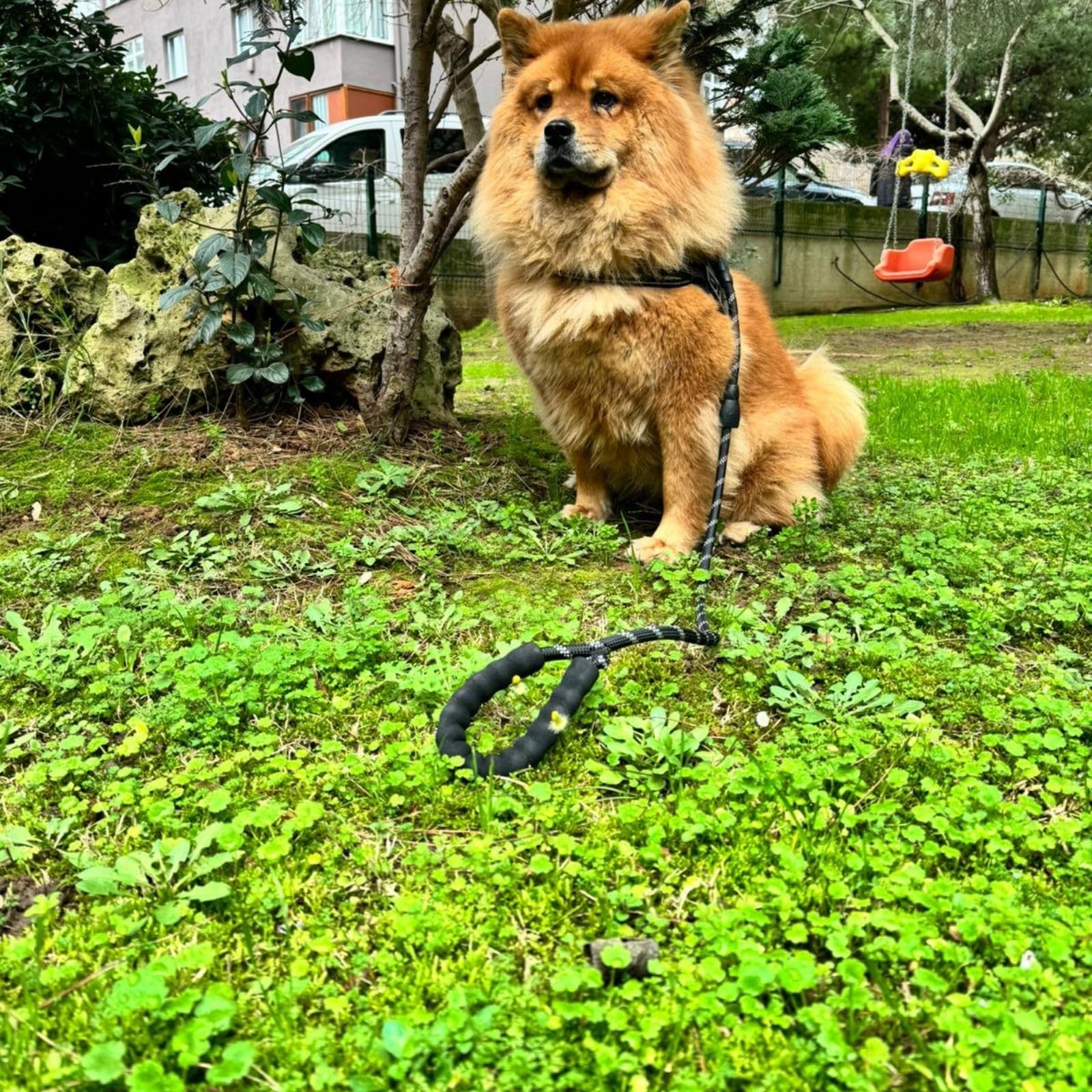 Hsport Köpek Gezdirme İpi Küçük Orta Büyük Irk Köpekler için 125 cm Sevk Tasma Kayışı (Reflektörlü)