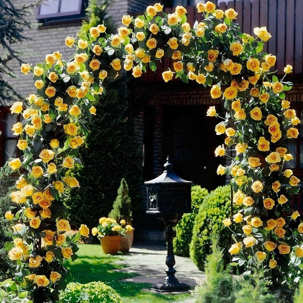 Tüplü Aşılı Perfect Yellow Fuldane Sarı Kokulu Sarmaşık Yediveren Gül Fidanı