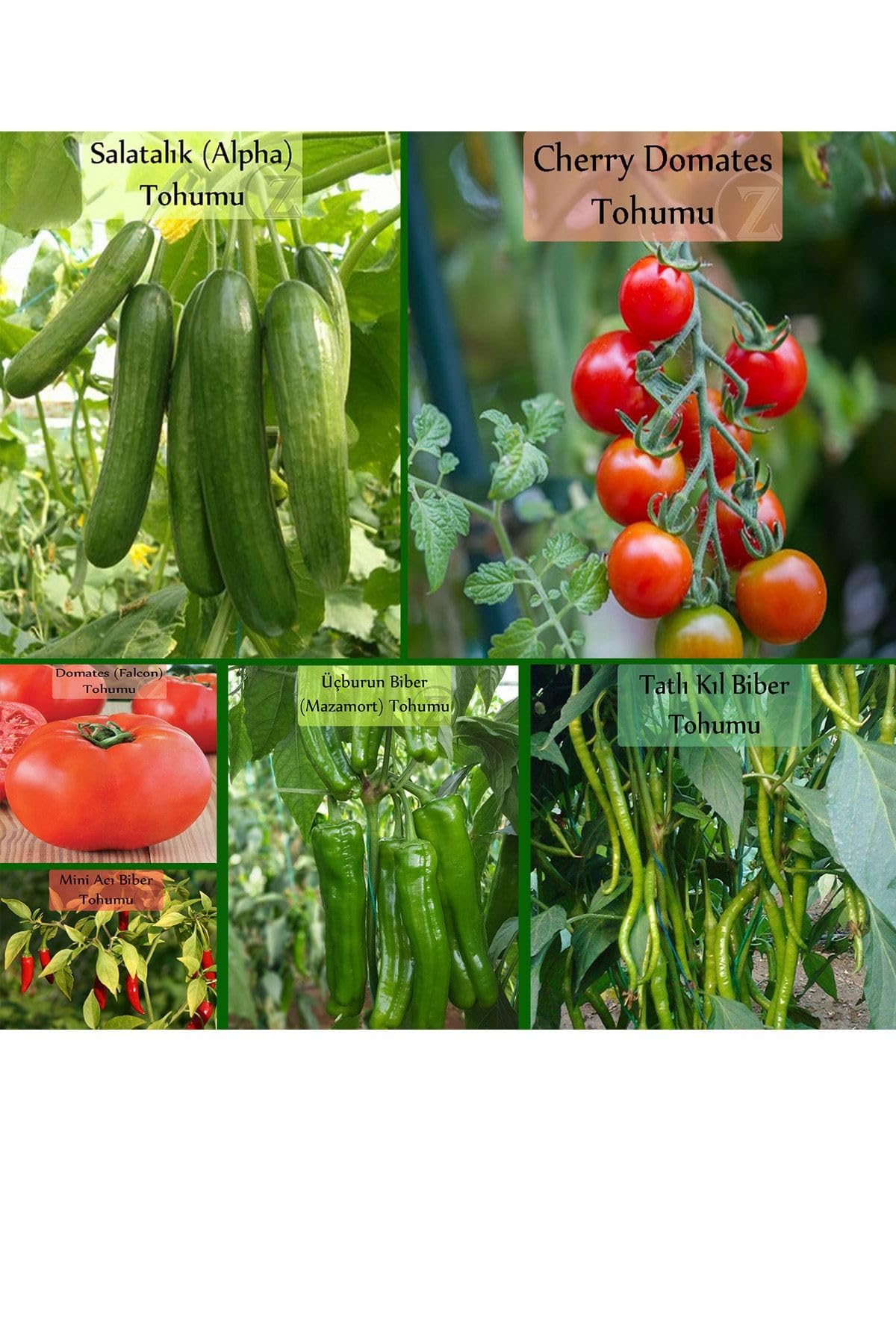 6 Paket Tohum No1 Cherry Çeri Domates Tohumu Salatalık Tohumu Biber Tohumları Sebze Tohumları