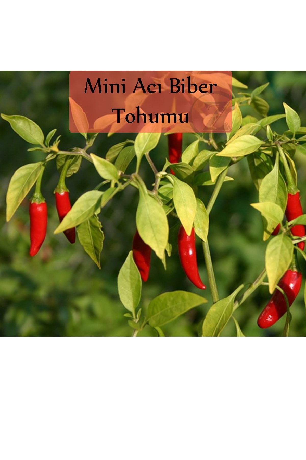 6 Paket Tohum No1 Cherry Çeri Domates Tohumu Salatalık Tohumu Biber Tohumları Sebze Tohumları
